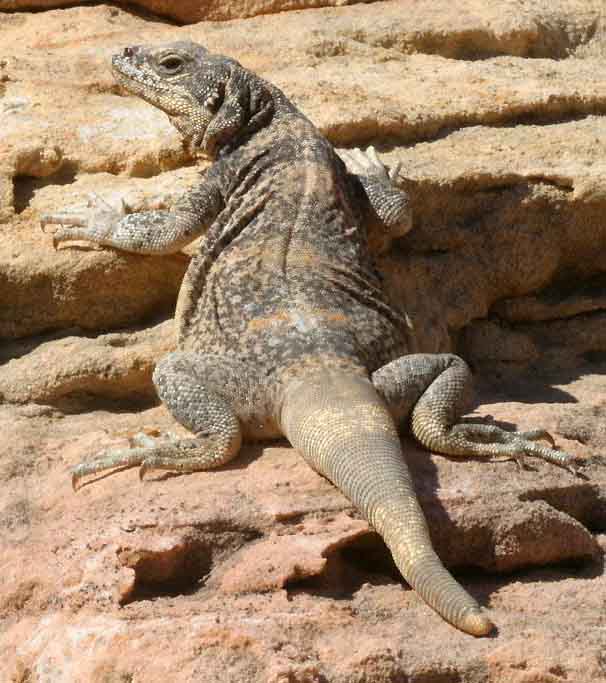 Sauromalus